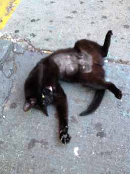 Black Cat on Audubon Ave 3