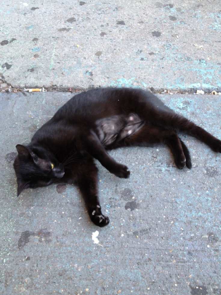 Black Cat on Audubon Ave 4